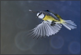 Mésange bleue vol 3