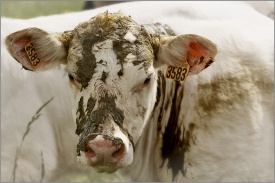 Veau Charolais 0196