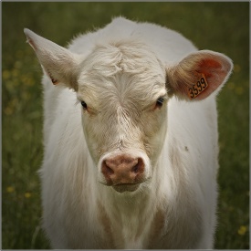 Veau Charolais 0228