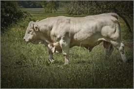 Taureau Charolais 0298