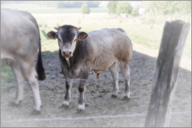 Veau bazadais 8521.jpg