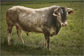 Taureau Bazadais 0207